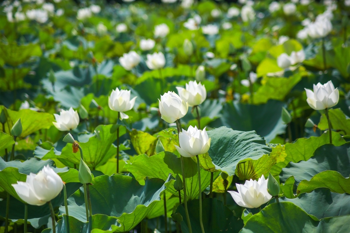 Mùa Xuân, tản mạn với hoa sen…