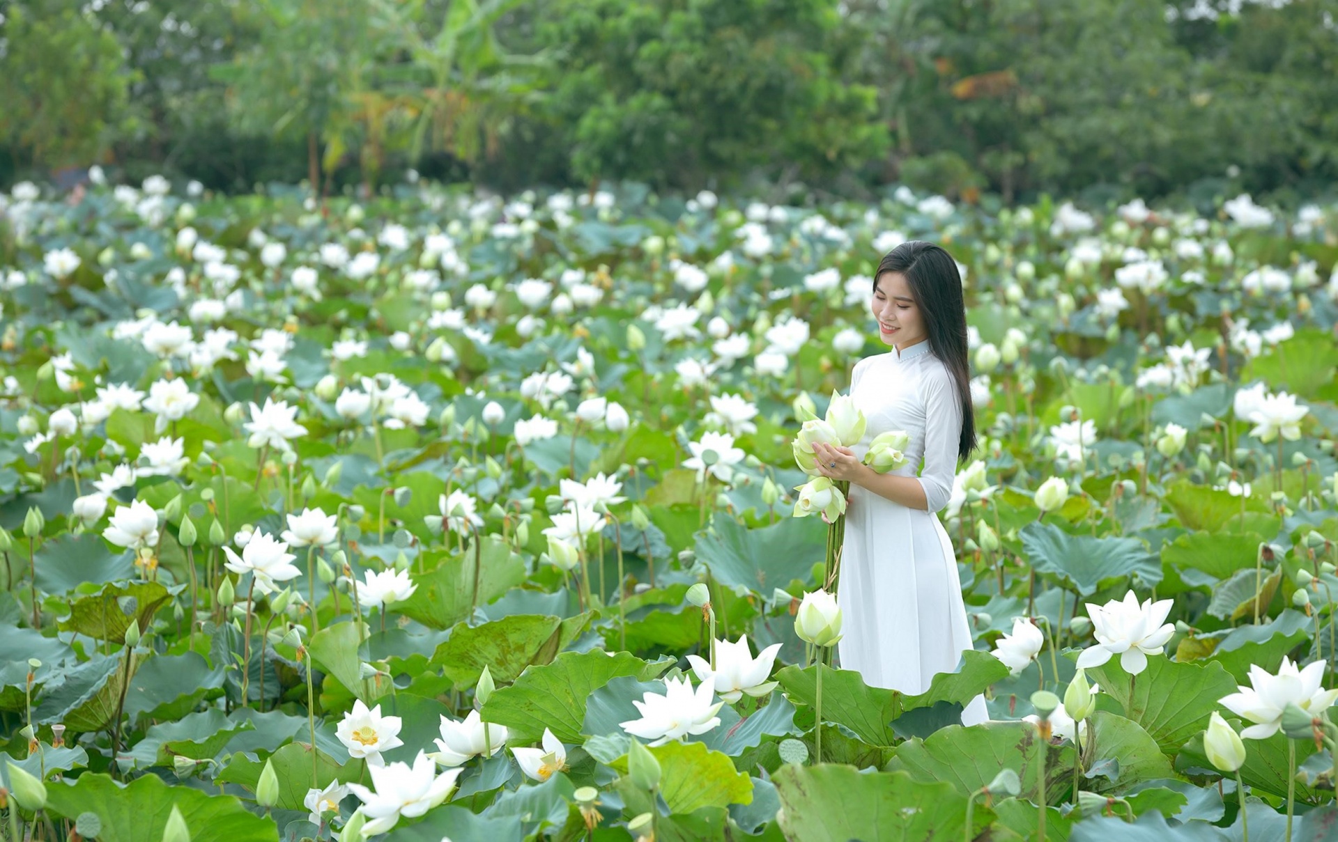 Mùa Xuân, tản mạn với hoa sen…