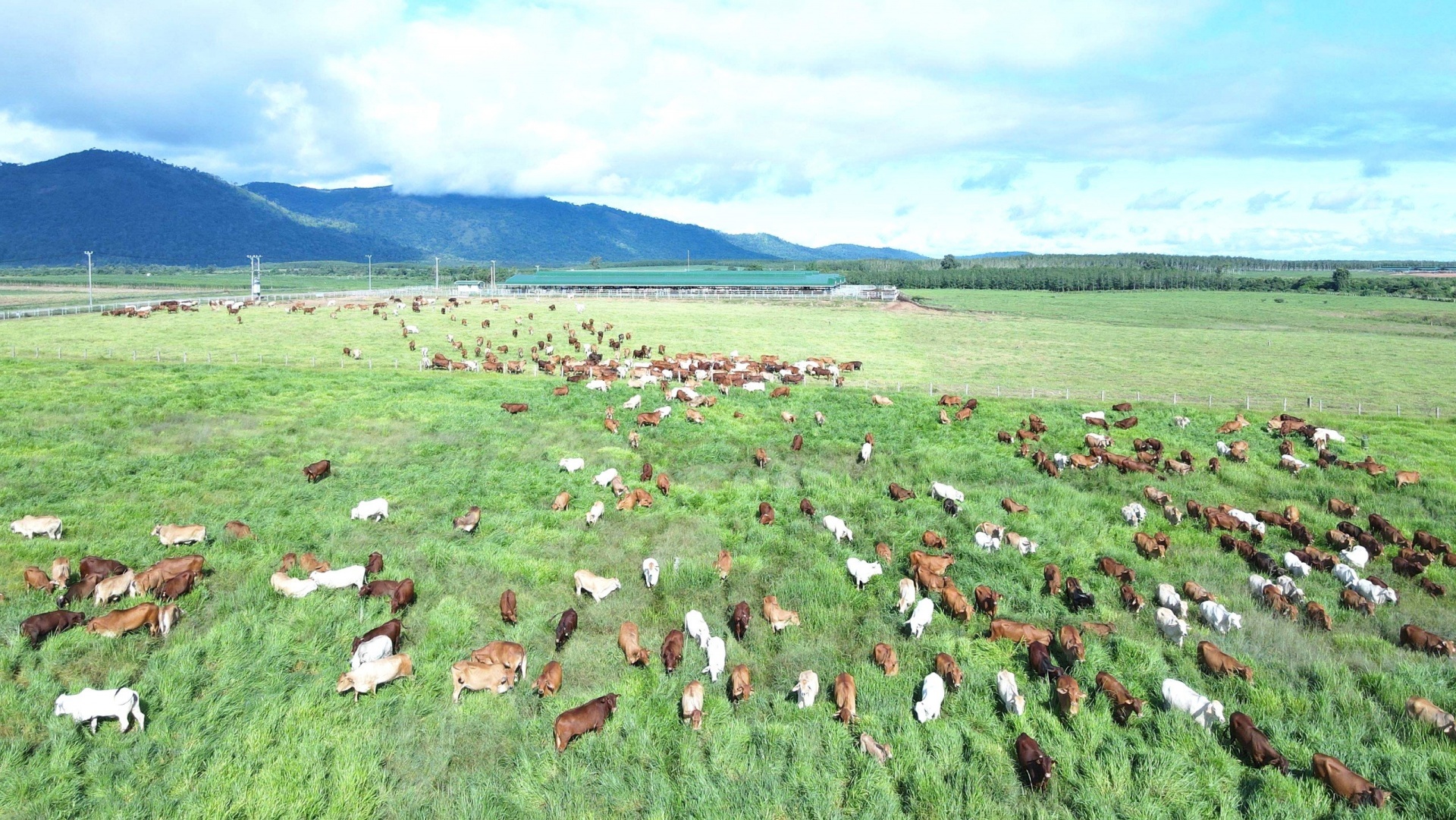 Trang trại bò của THACO AGRI ở Khu liên hợp Ia Puch